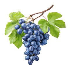 A cluster of fresh ripe blue grapes with green leaves isolated on white