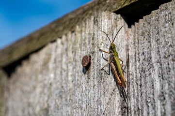 Grasshopper restings on wooden fence, Harlow, Essex
