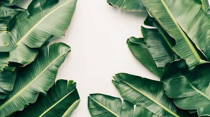 Obraz premium Tropical Lush Green Banana Leaves Frame White Background Elegant Nature Botanical Summer Design Illustration Photo Print Tropical Foliage Decoration Greenery art palm 