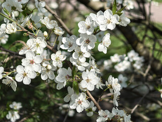 Cherry flowers in full color on a sunny day. Made by a smartphone.