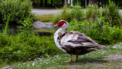 Muscovy duck on the lake shore