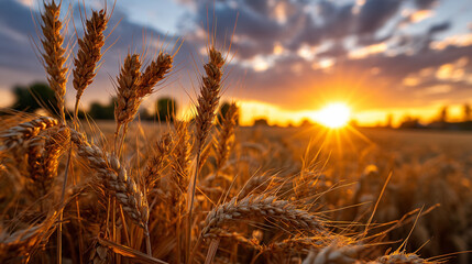 Fototapeta premium the setting sun with a view of the wheat field in the distance