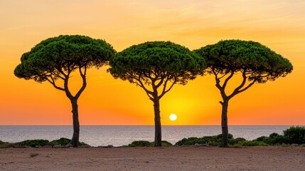 Obraz premium Three Umbrella Trees Silhouette Against Warm Sunset Hues By The Sea