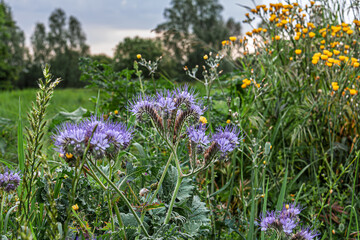 Field meadow purple and yellow flowers against the background of trees and grass.