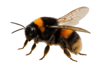 A red apple with a single green leaf, isolated on transparent background.