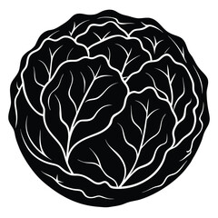 cabbage isolated on white background