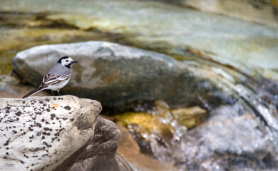 A White Wagtail At A Stream(Motacilla Alba)