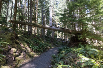 Hiking Trail with Fallen Tree in Olympic National Forest