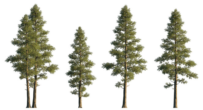 Chamaecyparis lawsonifrontal cedar large trees isolated png on a transparent background premium cutout foreground tree (Port Orford cedar, Lawson cypress) 
