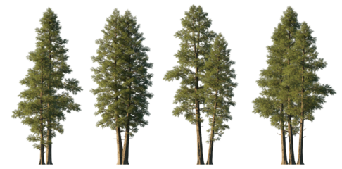 Chamaecyparis lawsonifrontal cedar large trees isolated png on a transparent background premium cutout foreground tree (Port Orford cedar, Lawson cypress) 
