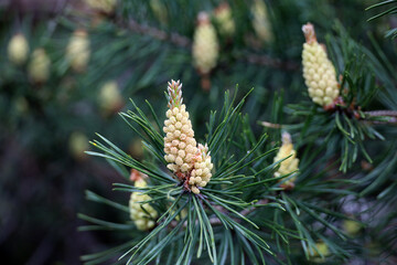 Obraz premium Young pine buds on a tree branch in spring