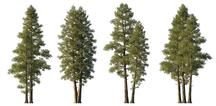 Chamaecyparis lawsonifrontal cedar large trees isolated png on a transparent background premium cutout foreground tree (Port Orford cedar, Lawson cypress) 
