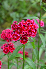  Dianthus barbatus sweet 'Magenta Bicolor'. Closeup clusters of blooming flowers .Gardening concept. Free copy space.
