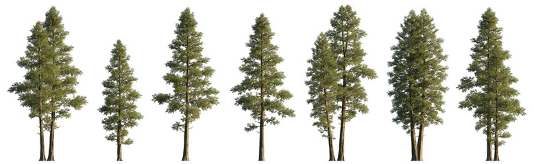 Cedar Chamaecyparis lawsonifrontal large trees isolated png on a transparent background premium cutout foreground tree (Port Orford cedar, Lawson cypress) 