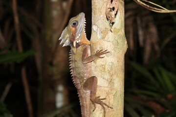 Boyd's forest dragon (Lophosaurus boydii)
