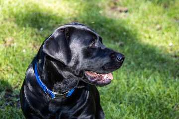 black labrador dog