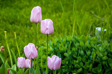 pink tulips in the garden