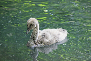 Swan chick on the water. Beautiful photos of waterfowl
