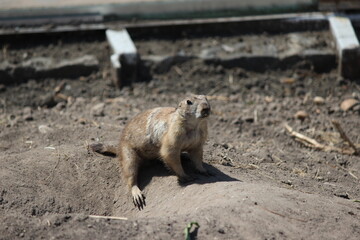 A gopher sits at the entrance to a hole. Photo of a gopher