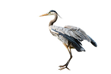 Great Blue Heron (Ardea herodias) Photo, Perched on an Isolated Transparent PNG Background