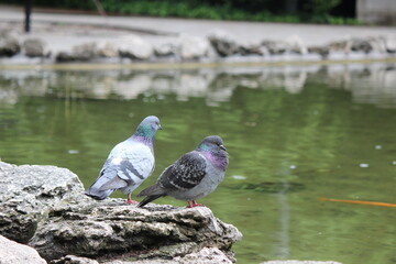 A pair of pigeons stand on a rock next to a pond. Beautiful photo of pigeons