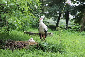 Two storks in a nest. One stork is sitting in the nest, the second stork is standing next to the nest
