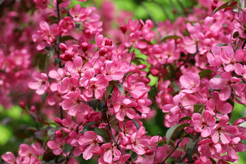 Red flowers on a tree branch, Prunus cerasifera 'Nigra' or black plum