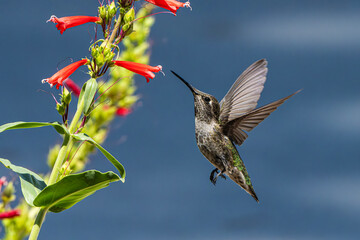 Anna's Hummingbird (Calypte Anna) Photo, in Flight, Feeding on Parry's penstemon (Penstemon parryi) Blooms