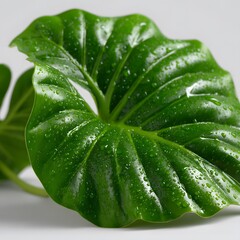 Obraz premium Close-up of a vibrant green leaf with water droplets (1)