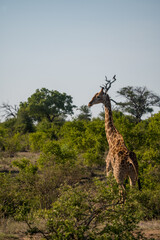 Do you see my horns? Timbavati private reserve, Great Kruger National Park, South Africa