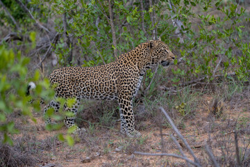 leopard in the grass, Timbavati private reserve, Greater Kruger National Park,  South Africa
