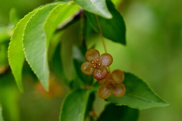 Blüten an einem Warzen-Spindelstrauch