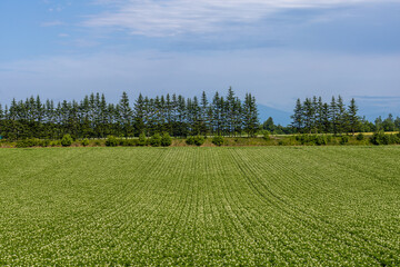 Potato field with forest