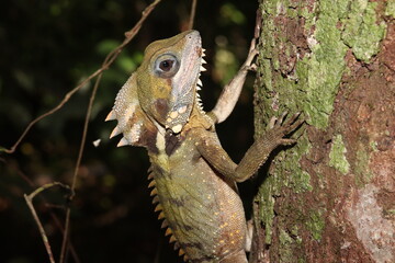 Boyd's forest dragon (Lophosaurus boydii)