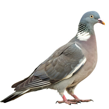 woodpigeon png, transparent background