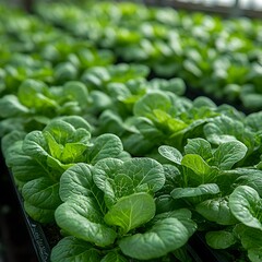 Close-up of fresh green lettuce plants in rows