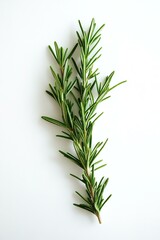 Fototapeta premium Fresh Rosemary Sprig on White, Isolated Herb