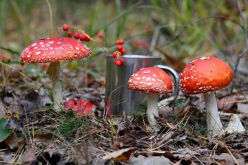 fly agaric mushroom