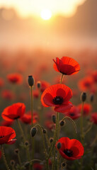 Fototapeta premium Red poppies at sunrise, a field of flowers, nature photography for websites and blogs