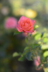 pink rose in garden