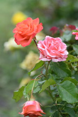 pink rose in garden