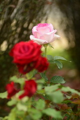 pink roses in garden