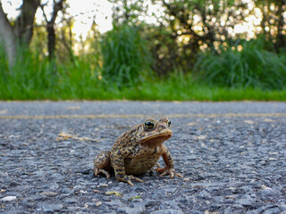 American Toad taking his time to cross the road