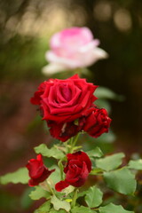 pink roses in garden