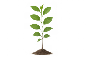 Green seedling sprouting from soil heap, symbolizing environmental growth and renewal against clean backdrop