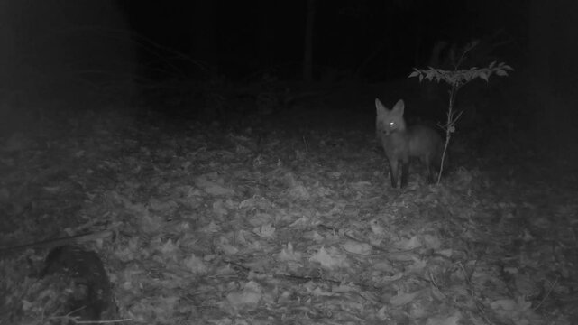 wild one-eyed red fox at night