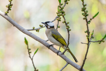 light vented bulbul perching on tree branch