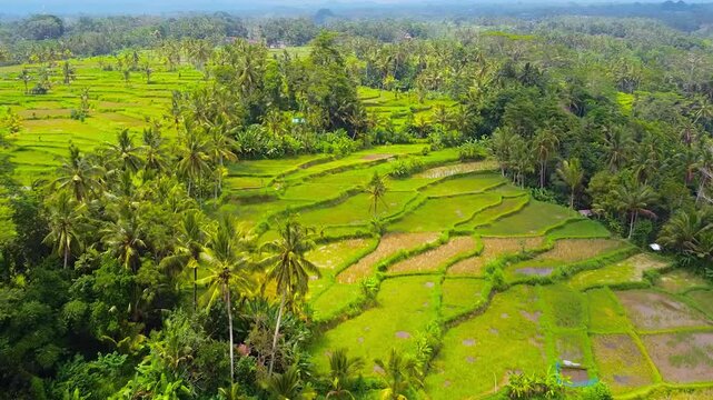 This drone view of the Tegalalang Rice Terraces in Ubud, Bali, Indonesia reveals a spectacular landscape shaped by ancient rice cultivation and Subak systems.