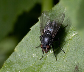 fly insect
