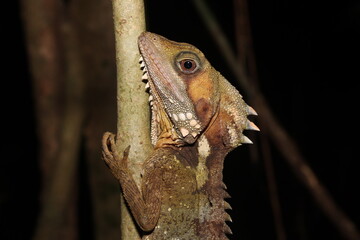 Boyd's forest dragon (Lophosaurus boydii)